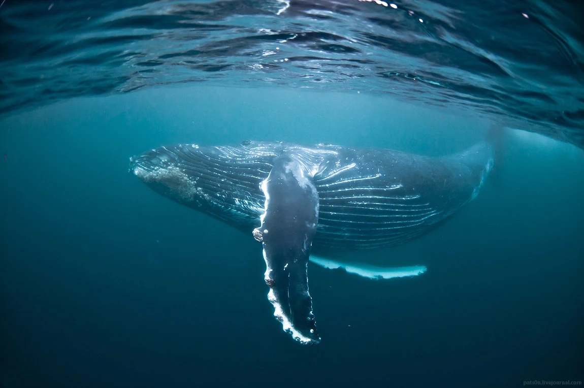 水蓝色星球上的最后一片净土 水蓝色星球五线谱图3