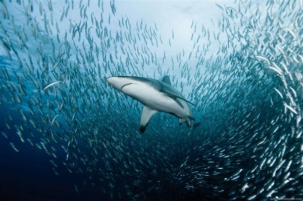 水蓝色星球上的最后一片净土 水蓝色星球五线谱
