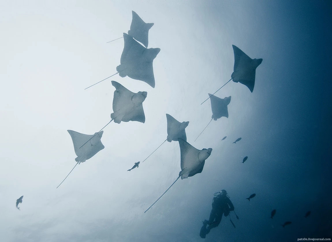 水蓝色星球上的最后一片净土 水蓝色星球五线谱