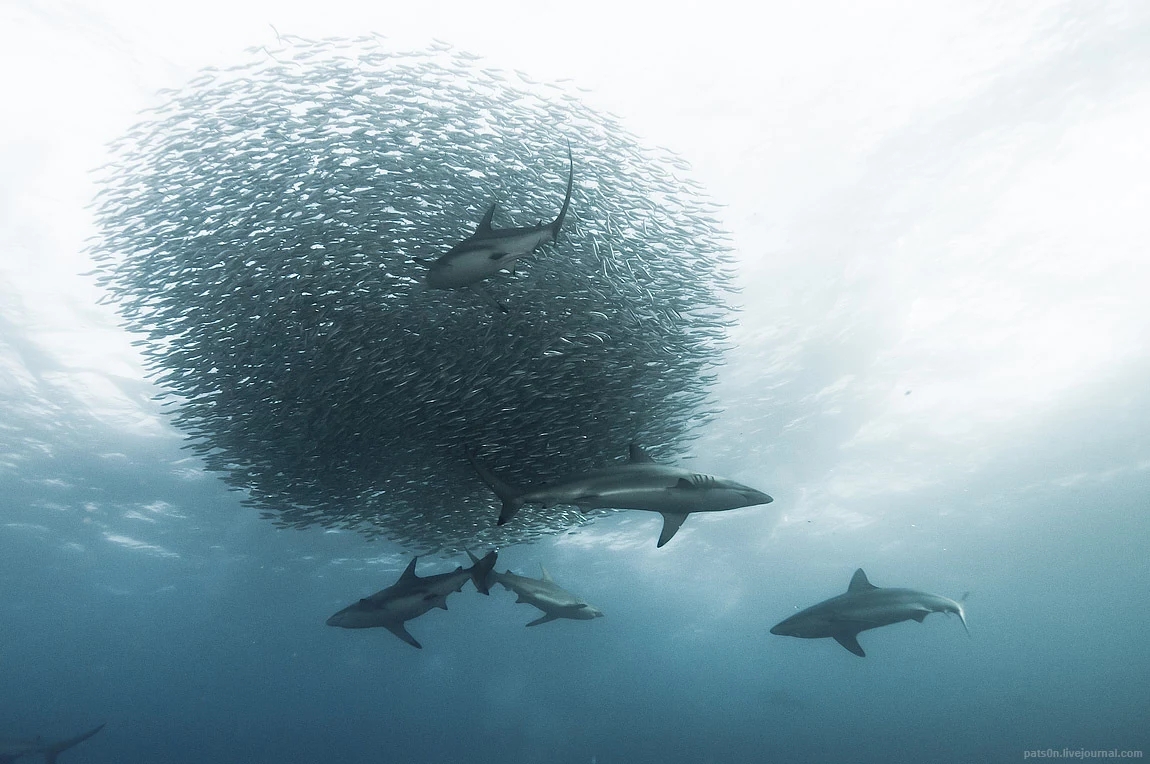 水蓝色星球上的最后一片净土 水蓝色星球五线谱