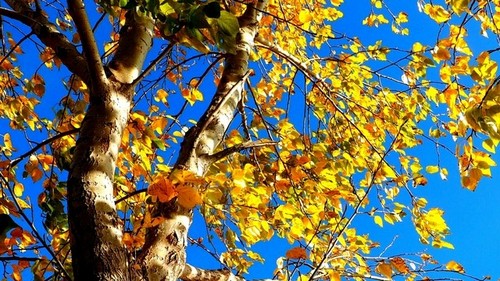 故都的秋拍摄脚本 故都的秋在取景上有什么特点图3