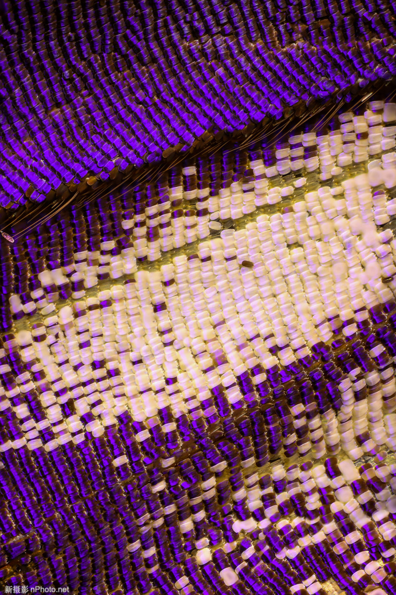 真实蝴蝶翅膀拼贴画 制作蝴蝶翅膀图3