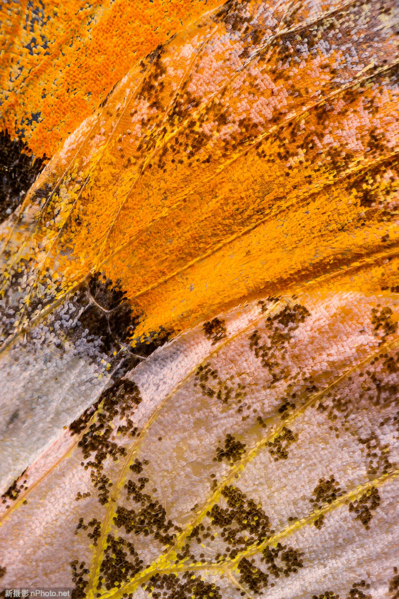 真实蝴蝶翅膀拼贴画 制作蝴蝶翅膀