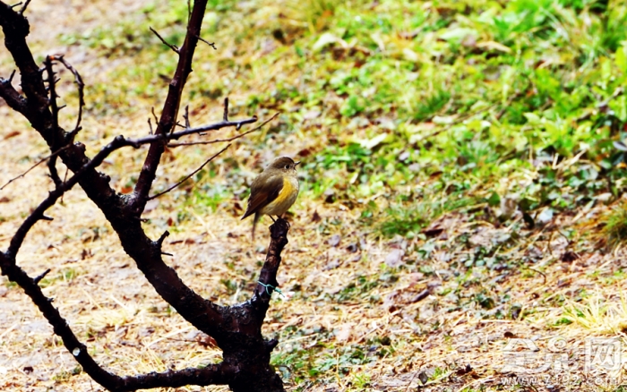 南京古林公园踏雪赏梅图片 南京古林公园门票价格