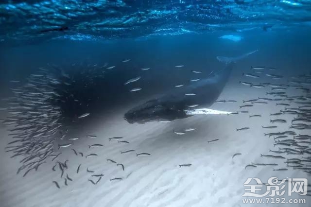 地平线以下是什么 地平线以下的国家