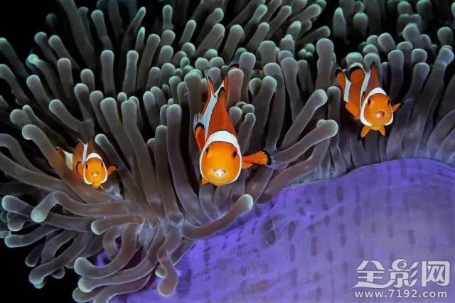 地平线以下是什么 地平线以下的国家