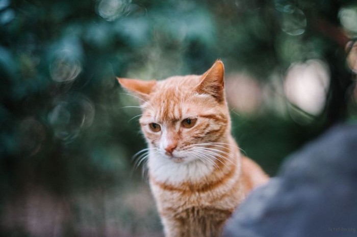 了解镜头基础知识 为什么你拍的照片不够锐利 相机拍出来的照片不够锐