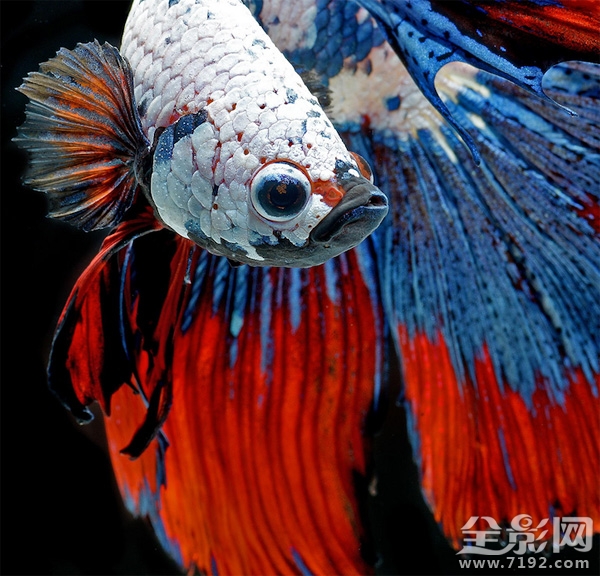 色彩艳丽的泰国斗鱼图片 泰国斗鱼欣赏图3