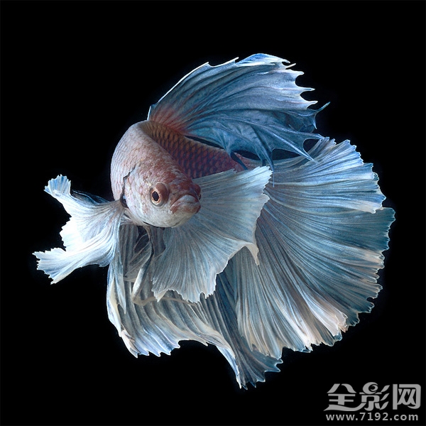 色彩艳丽的泰国斗鱼图片 泰国斗鱼欣赏图1