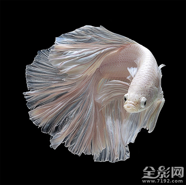 色彩艳丽的泰国斗鱼图片 泰国斗鱼欣赏