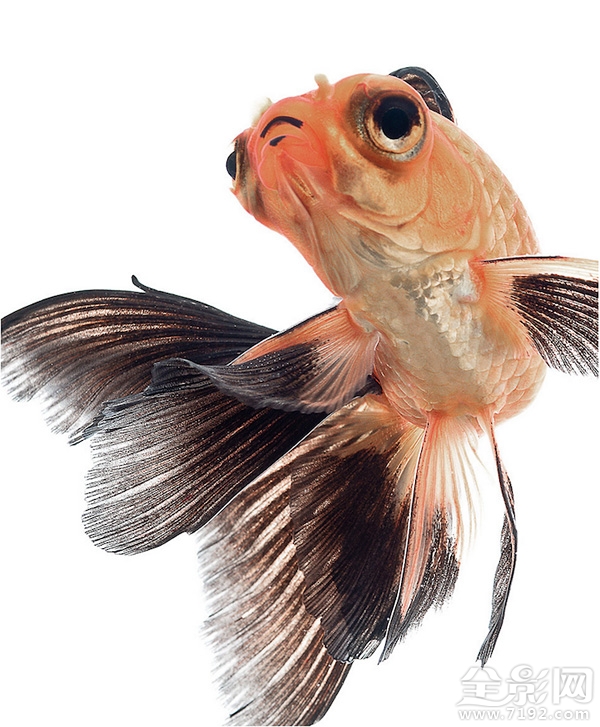 色彩艳丽的泰国斗鱼图片 泰国斗鱼欣赏