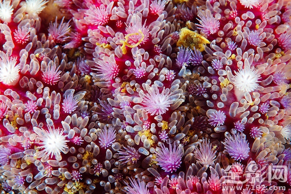 海星摄影图片 海星微厨介绍图2