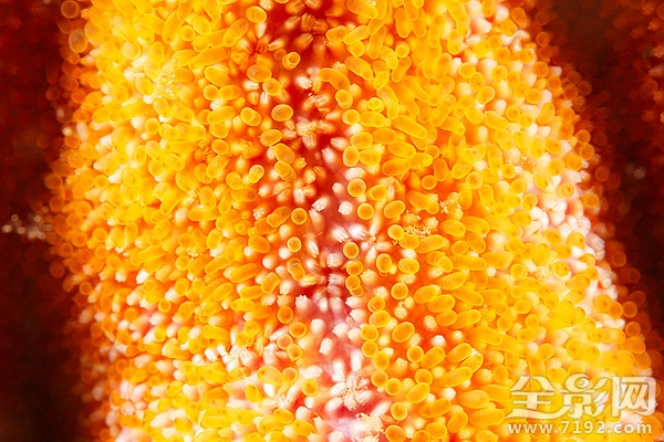 海星摄影图片 海星微厨介绍图1