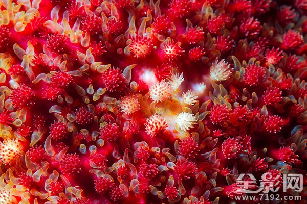 海星摄影图片 海星微厨介绍