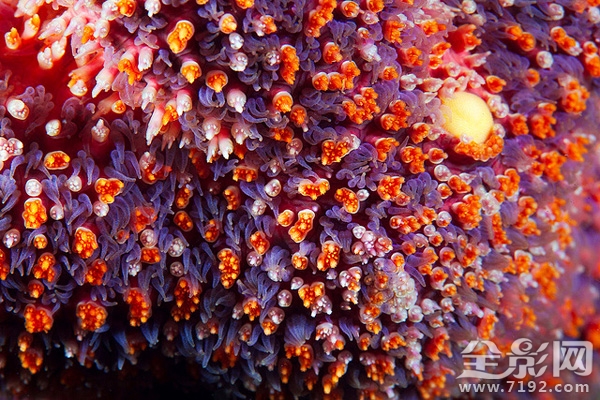 海星摄影图片 海星微厨介绍