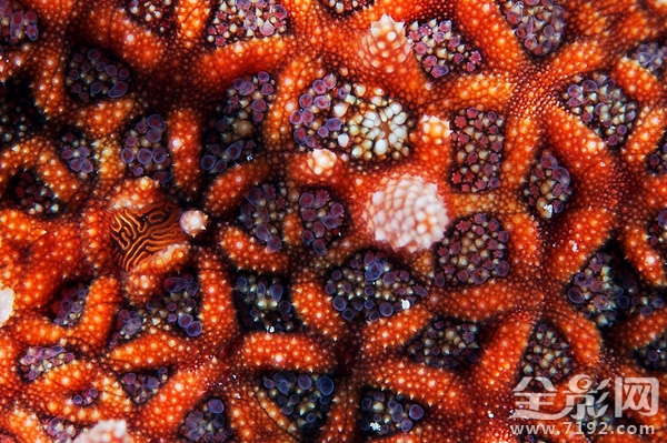 海星摄影图片 海星微厨介绍