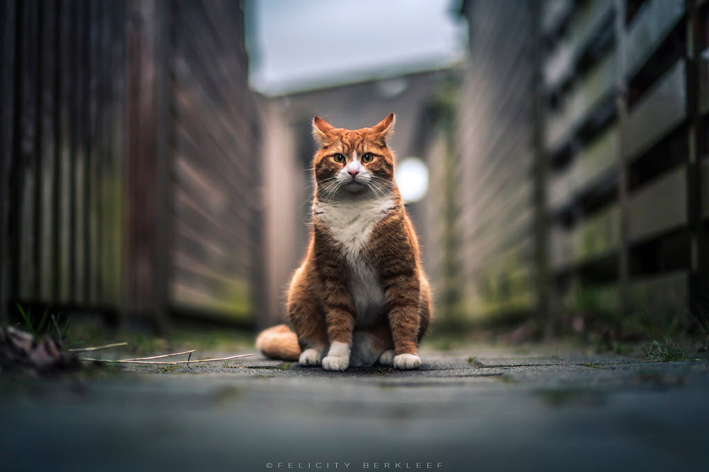 云吸猫是什么品种 云吸猫bot