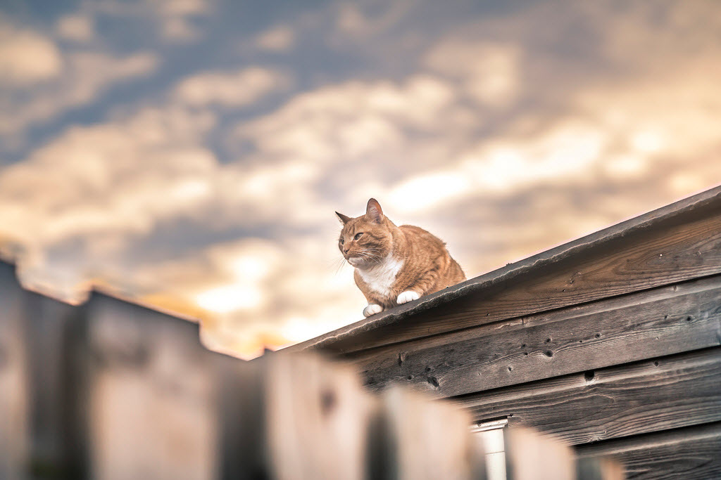 云吸猫是什么品种 云吸猫bot