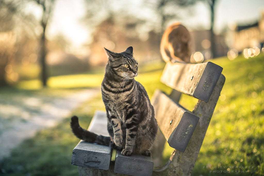 云吸猫是什么品种 云吸猫bot