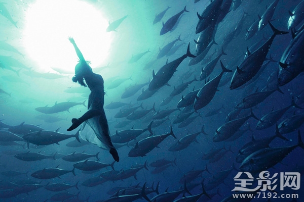 日本水族馆金枪鱼撞死 日本钓金枪鱼纪录片