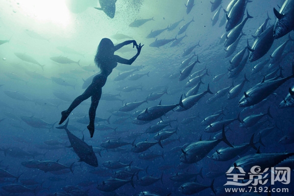 日本水族馆金枪鱼撞死 日本钓金枪鱼纪录片