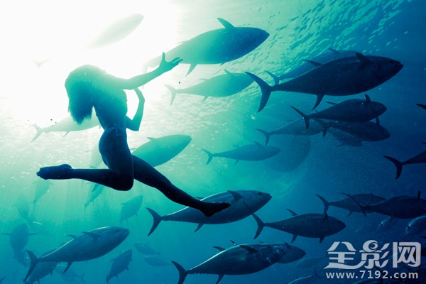 日本水族馆金枪鱼撞死 日本钓金枪鱼纪录片