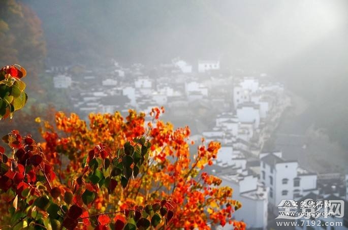 2020年婺源红叶 婺源红枫叶