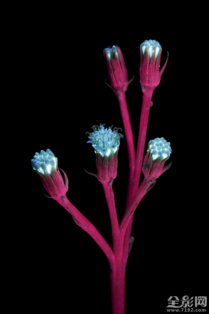 摄影师的拍摄手法让花朵发光吗 拍花朵的摄影作品大师图1