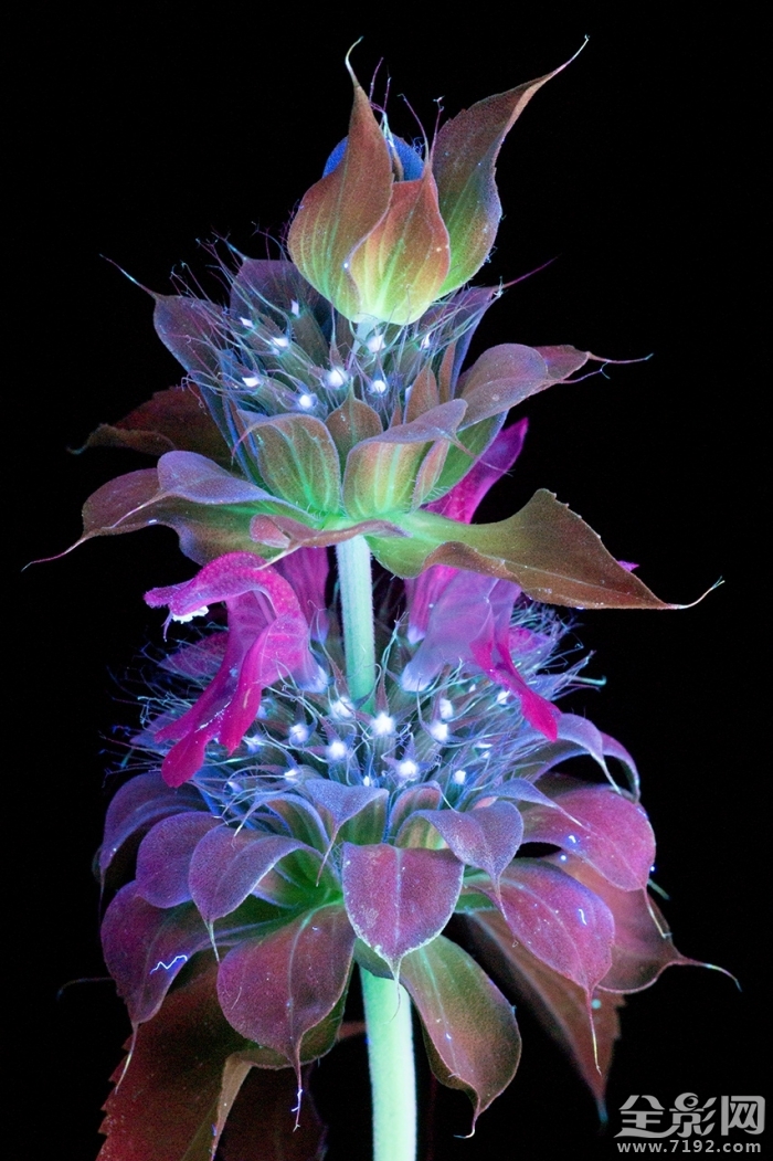 摄影师的拍摄手法让花朵发光吗 拍花朵的摄影作品大师图2