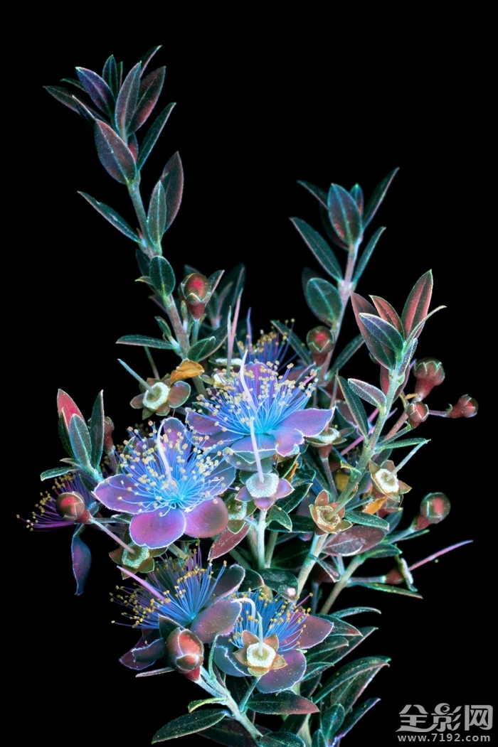 摄影师的拍摄手法让花朵发光吗 拍花朵的摄影作品大师图3