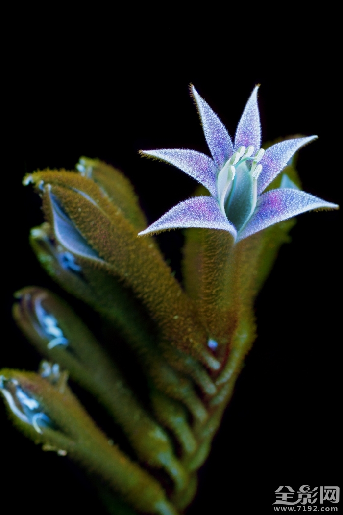 摄影师的拍摄手法让花朵发光吗 拍花朵的摄影作品大师