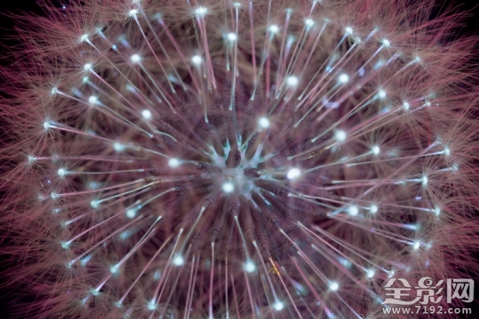 摄影师的拍摄手法让花朵发光吗 拍花朵的摄影作品大师