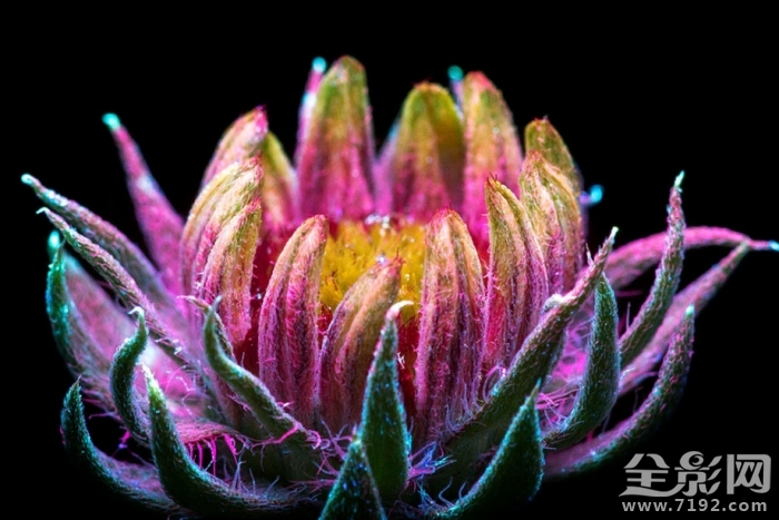 摄影师的拍摄手法让花朵发光吗 拍花朵的摄影作品大师