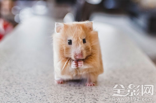 我看的这个是真的 我真的要看什么图1