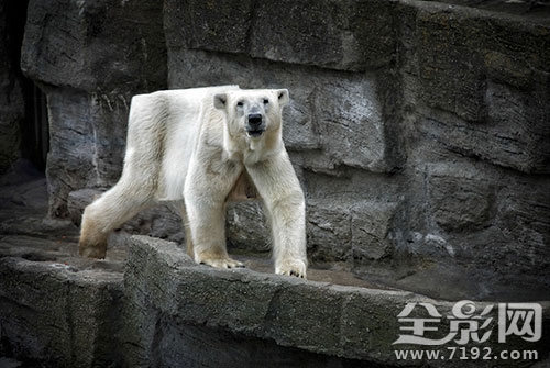 我看的这个是真的 我真的要看什么