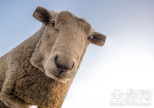 我看的这个是真的 我真的要看什么
