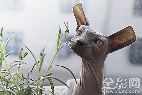 我看的这个是真的 我真的要看什么