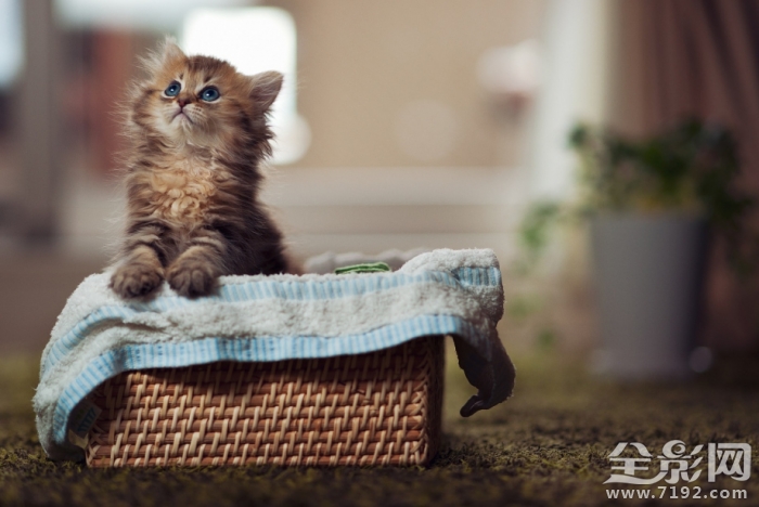 可爱喵星人搞笑视频集锦 可爱喵星人粉猫猫南