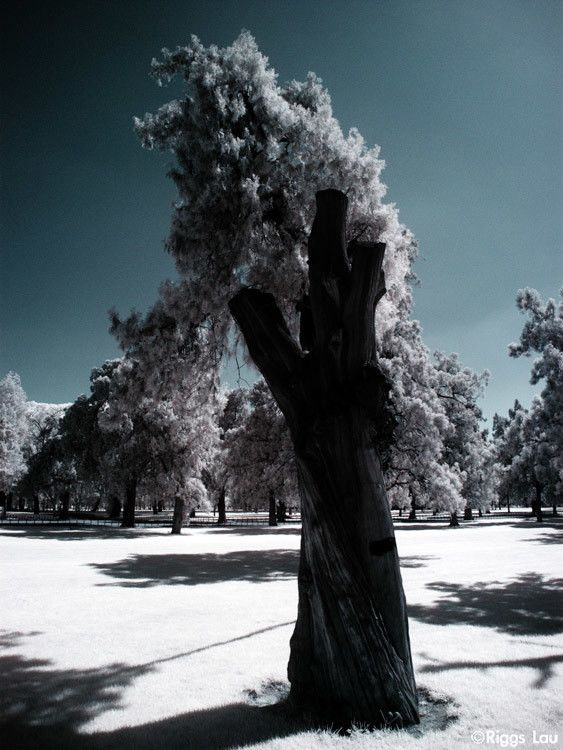 红外摄影百科 红外摄影什么意思