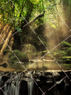 把树林拍成文艺唯美大片,就用这 5 招是什么 拍摄树林