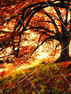 摄影中对称构图 几何对称构成图片