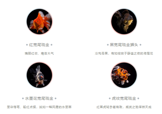 金鱼展览 上海 上海哪有金鱼渔场