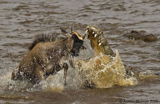 肯尼亚著名作家 肯尼亚作家