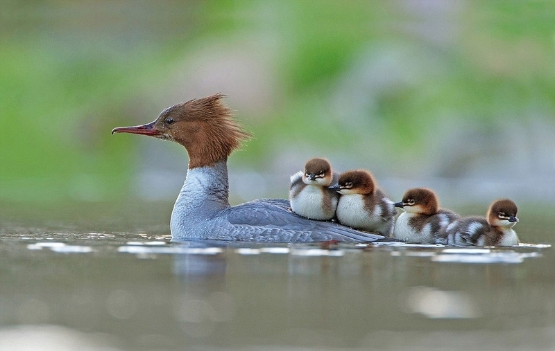 火烈鸟 粉色 粉色火烈鸟是什么服装
