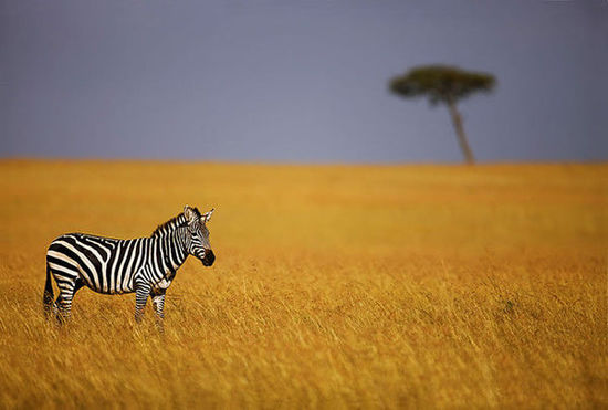肯尼亚著名作家 肯尼亚作家图1