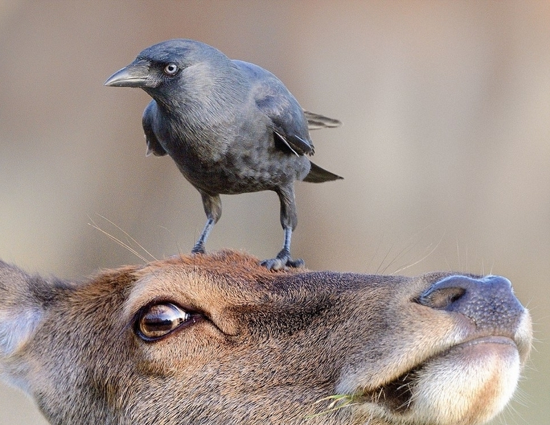 火烈鸟 粉色 粉色火烈鸟是什么服装