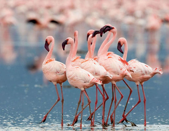 肯尼亚著名作家 肯尼亚作家