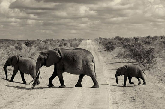 肯尼亚著名作家 肯尼亚作家