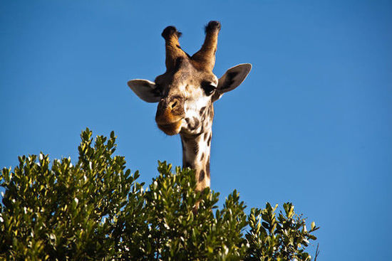 肯尼亚著名作家 肯尼亚作家