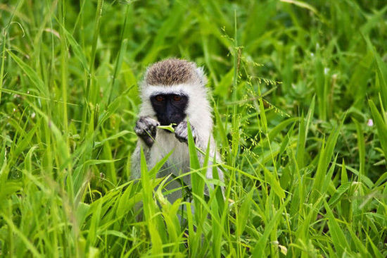 肯尼亚著名作家 肯尼亚作家